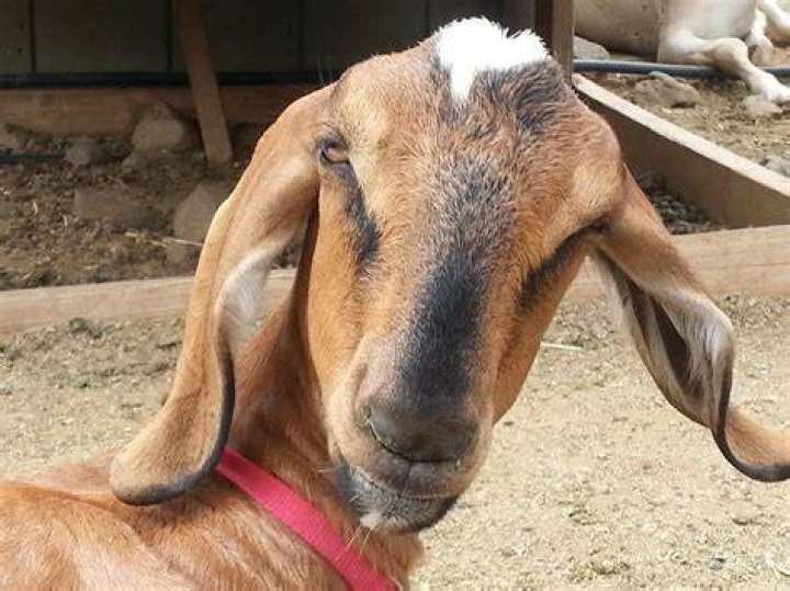 Free photo Goat, Long Ears, Surprised, Ears Free Image on Pixabay